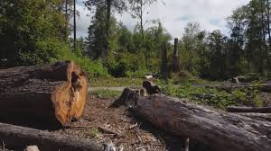 Best Root Management and Removal  in Weber City, VA