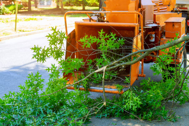 Best Lawn Disease Treatment  in Weber City, VA