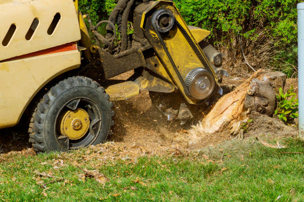 Best Tree Health Inspection  in Weber City, VA