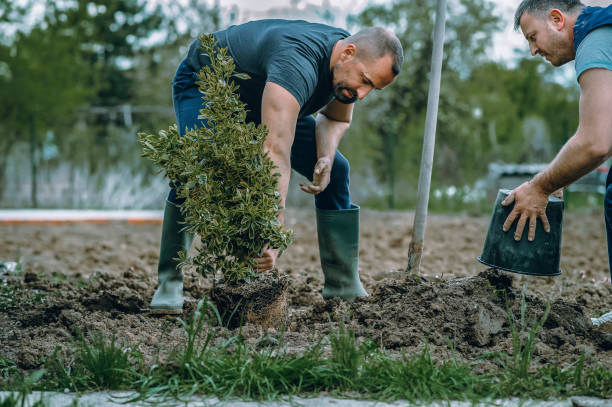 Best Tree Maintenance Programs  in Weber City, VA