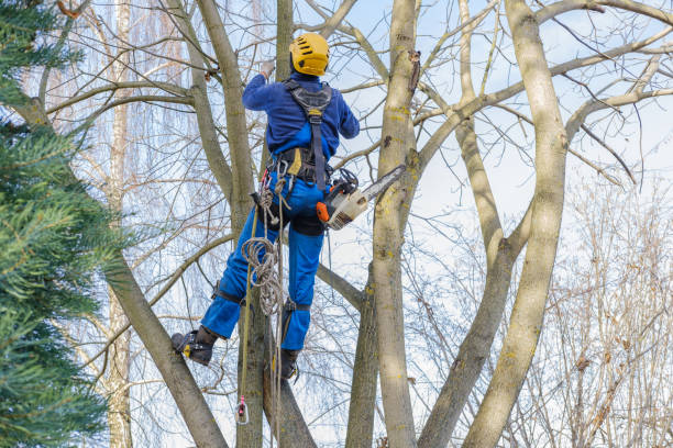 Best Utility Line Clearance  in Weber City, VA