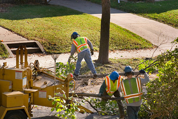 Trusted Weber City, VA Tree Services Experts