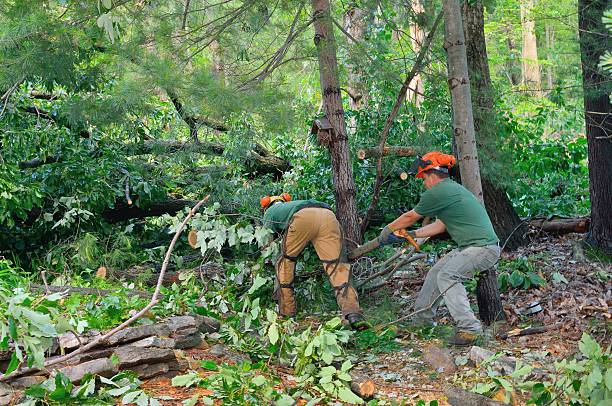 Best Fruit Tree Pruning  in Weber City, VA