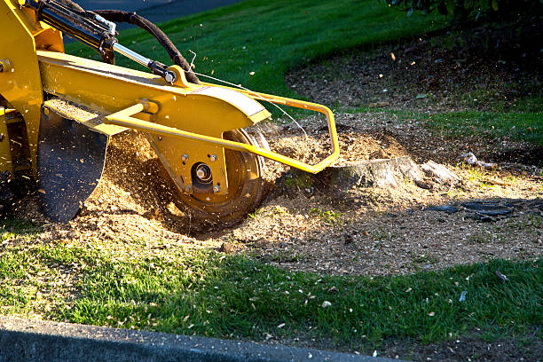 Best Lawn Irrigation Installation and Maintenance  in Weber City, VA