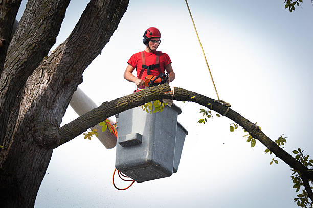 Best Firewood Processing and Delivery  in Weber City, VA