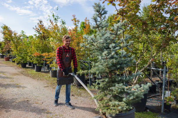 Best Aeration Services  in Weber City, VA