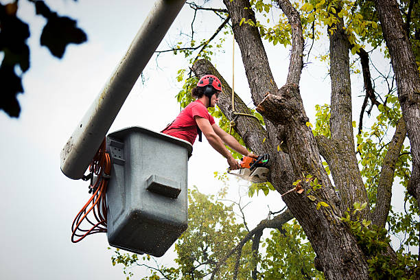 How Our Tree Care Process Works  in  Weber City, VA
