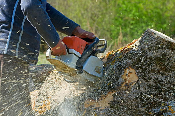 Best Tree Mulching  in Weber City, VA