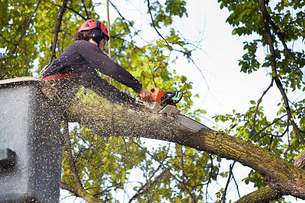 Leaf Removal in Weber City, VA