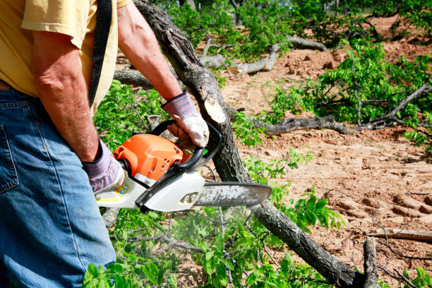 Best Tree Disease Treatment  in Weber City, VA